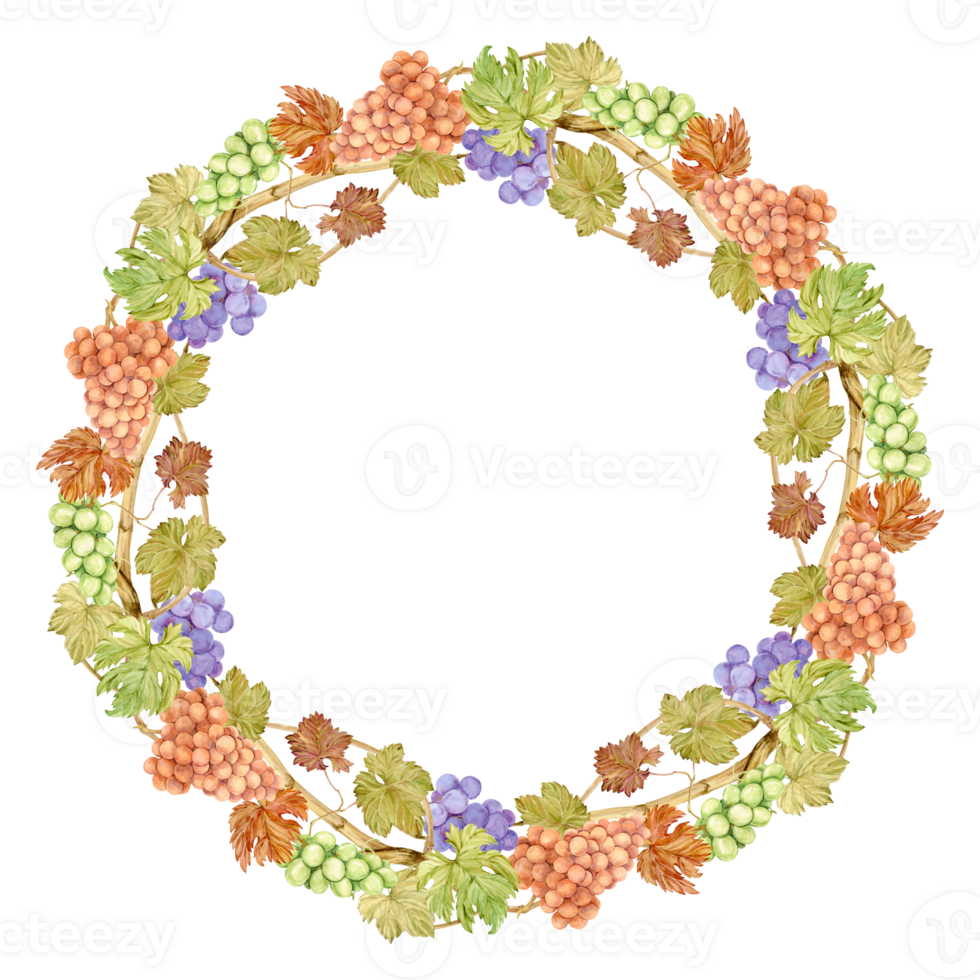 Watercolor grapevine wreath with blue and green berries. Round frame of berries and leaves. Autumn design for rustic wedding decoration. Label for red wine, juice. Clipart for restaurant menu. png