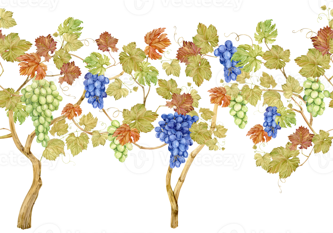 Watercolor pattern of grapevine with blue and green berries. Illustration of grape bush, leaves and branches. Berries for wine, juice label. Clipart for winery, restaurant png