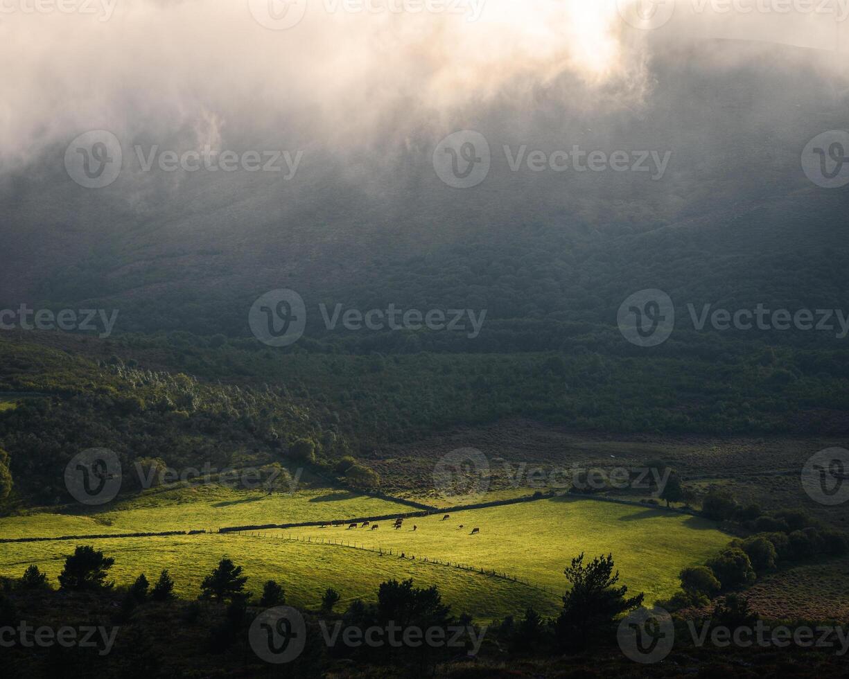 Sunlight filters through a gap in dense fog and briefly illuminates a meadow photo