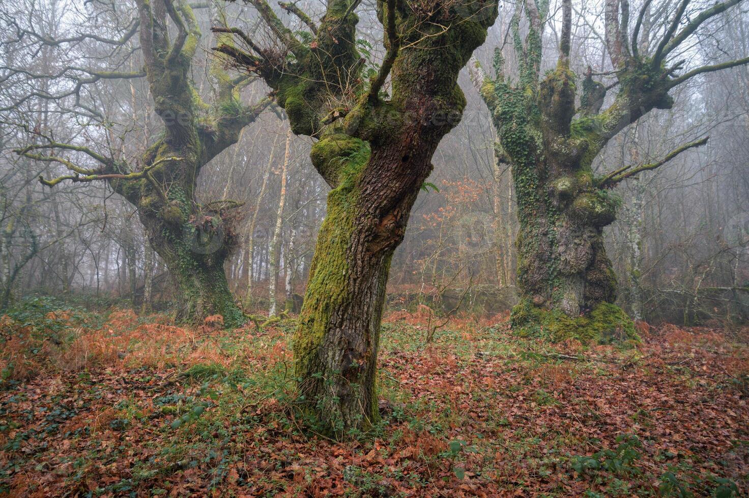 Three large ancient oak trees in an ancient native Atlantic forest photo