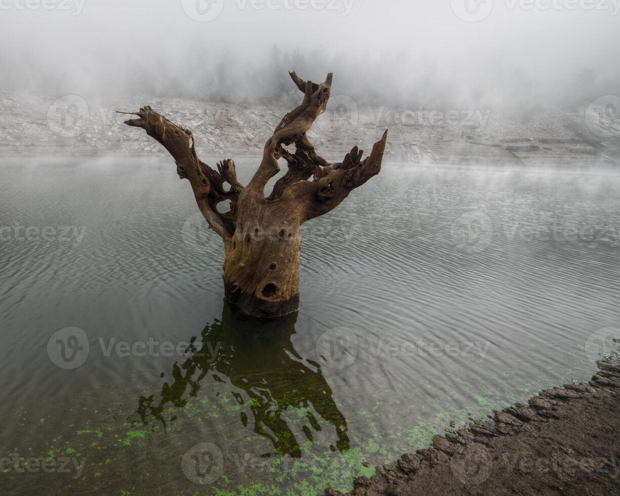 The lowering of the level of a reservoir reveals petrified trunks of ancient chestnut trees photo