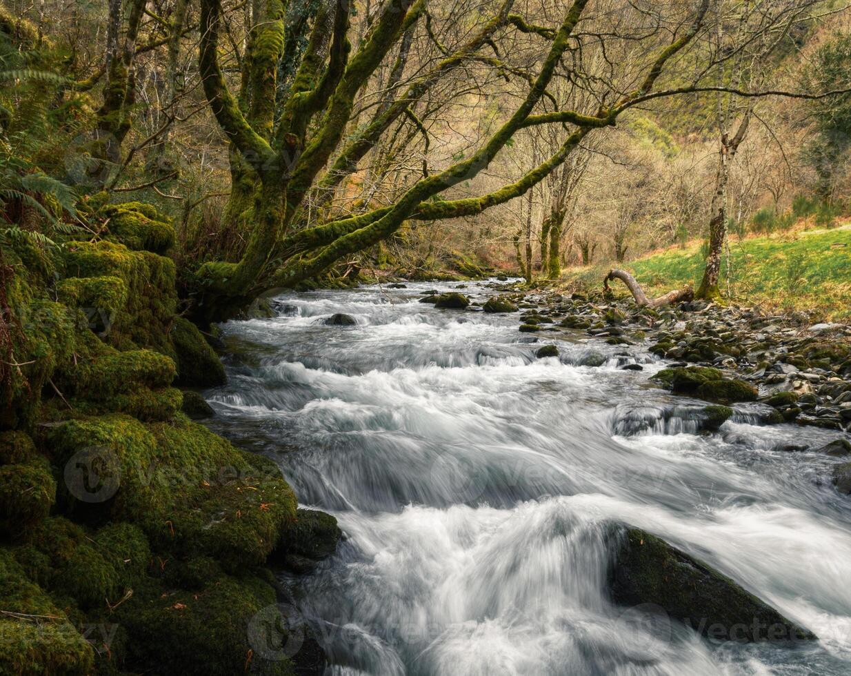 White waters and leafless mossy trees in a river in winter photo