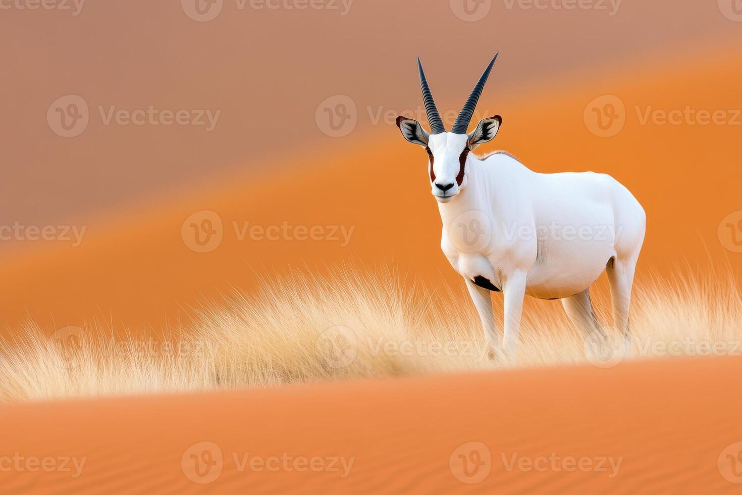 Proud oryx stands atop a red dune in the Namibian desert, illuminated by golden sunlight and surrounded by intricate sand patterns photo