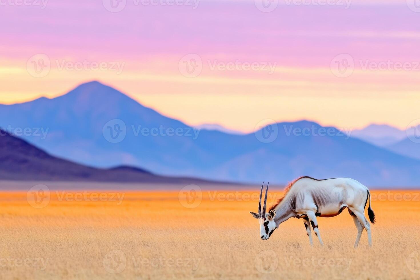 Solitary oryx grazes at twilight in the vast Namibian desert under an enchanting sky of orange and purple hues photo