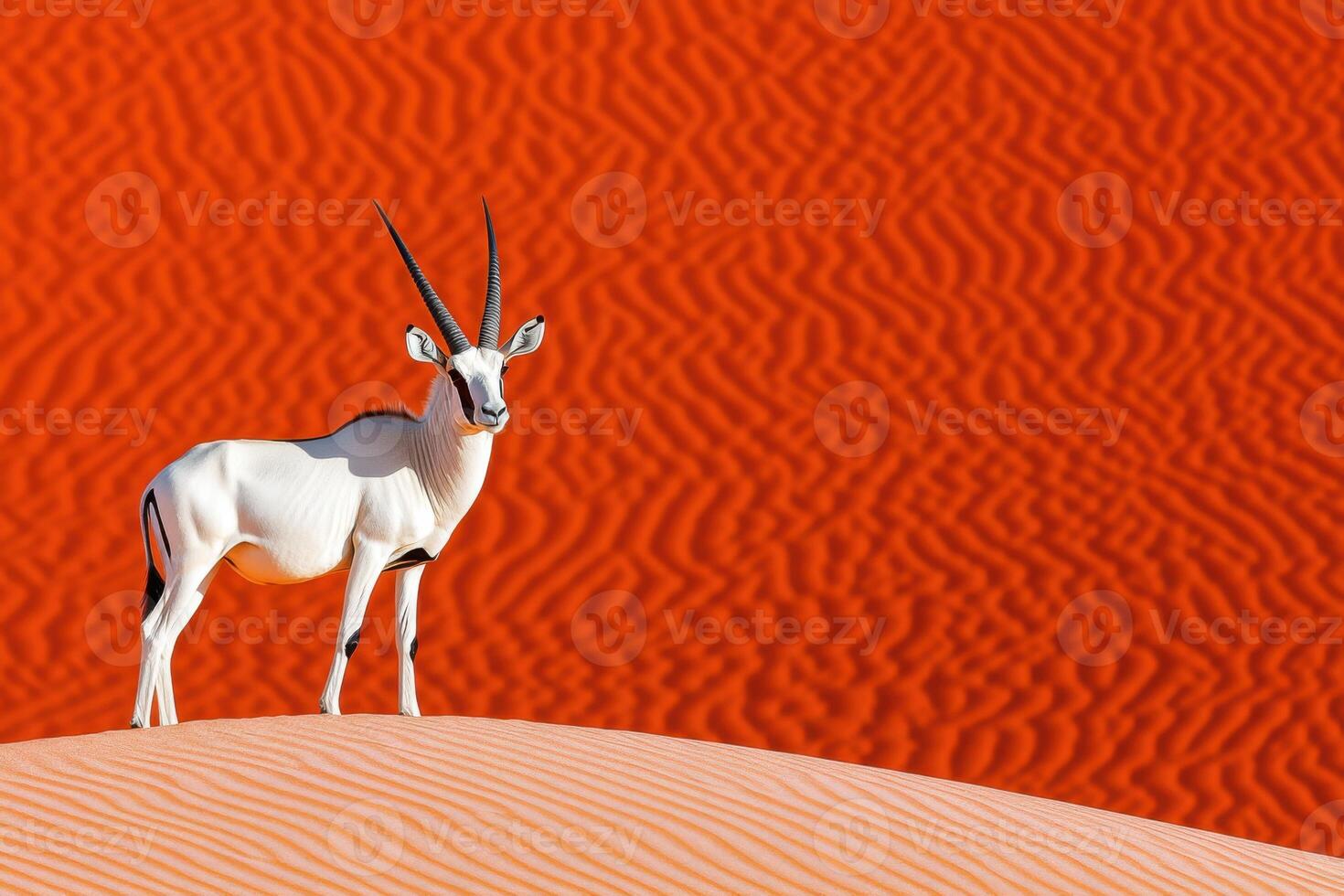 Oryx stands majestically atop a red dune in the Namibian desert under golden sunlight highlighting the sand patterns photo
