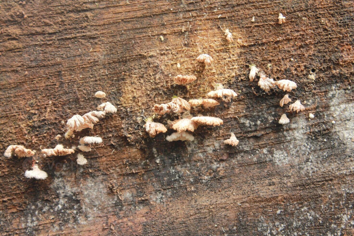 white mushrooms growing attached to tree trunks photo