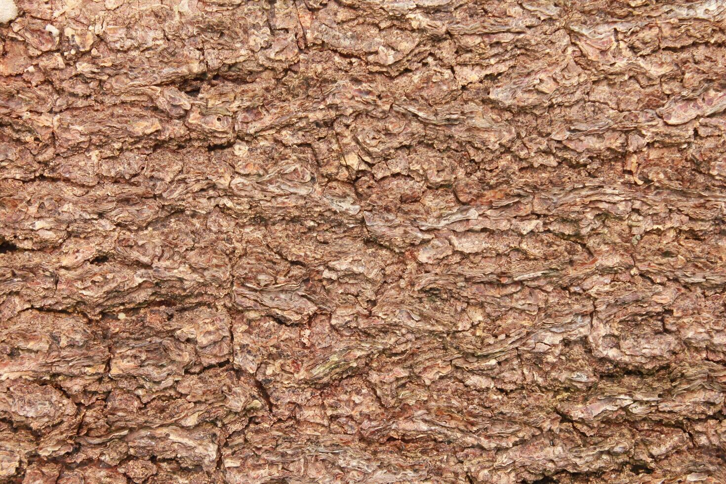 cracked dry tree bark texture photo
