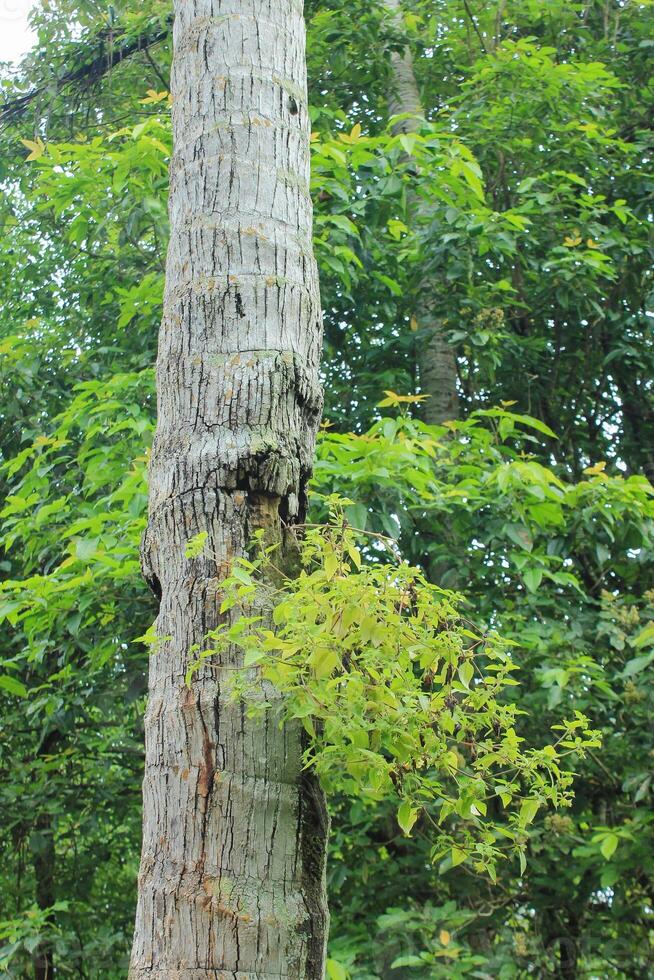 grass grows in the hole of a coconut tree trunk photo
