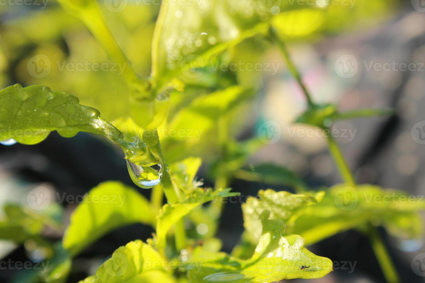 dew on the tip of the leaf almost dripping photo