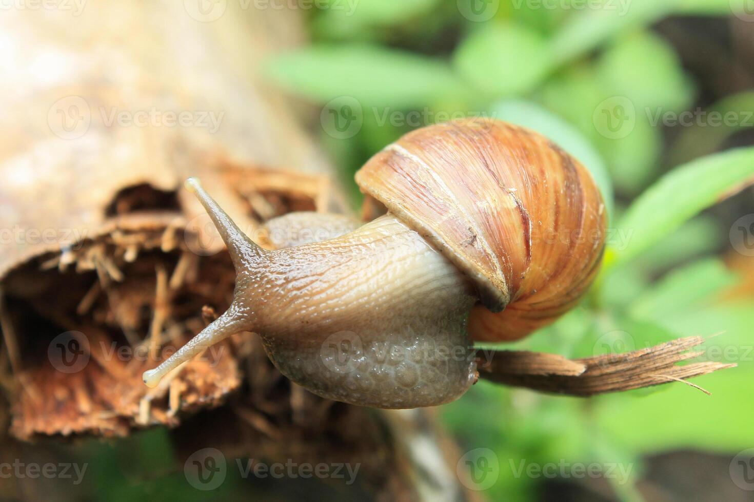 a snail crawling on a dry coconut tree frond on the grass photo