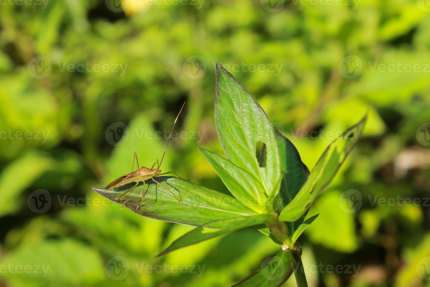 walang sangit, Leptocorisa oratoria, is a pest that disturbs rice plants and is therefore an enemy of farmers photo