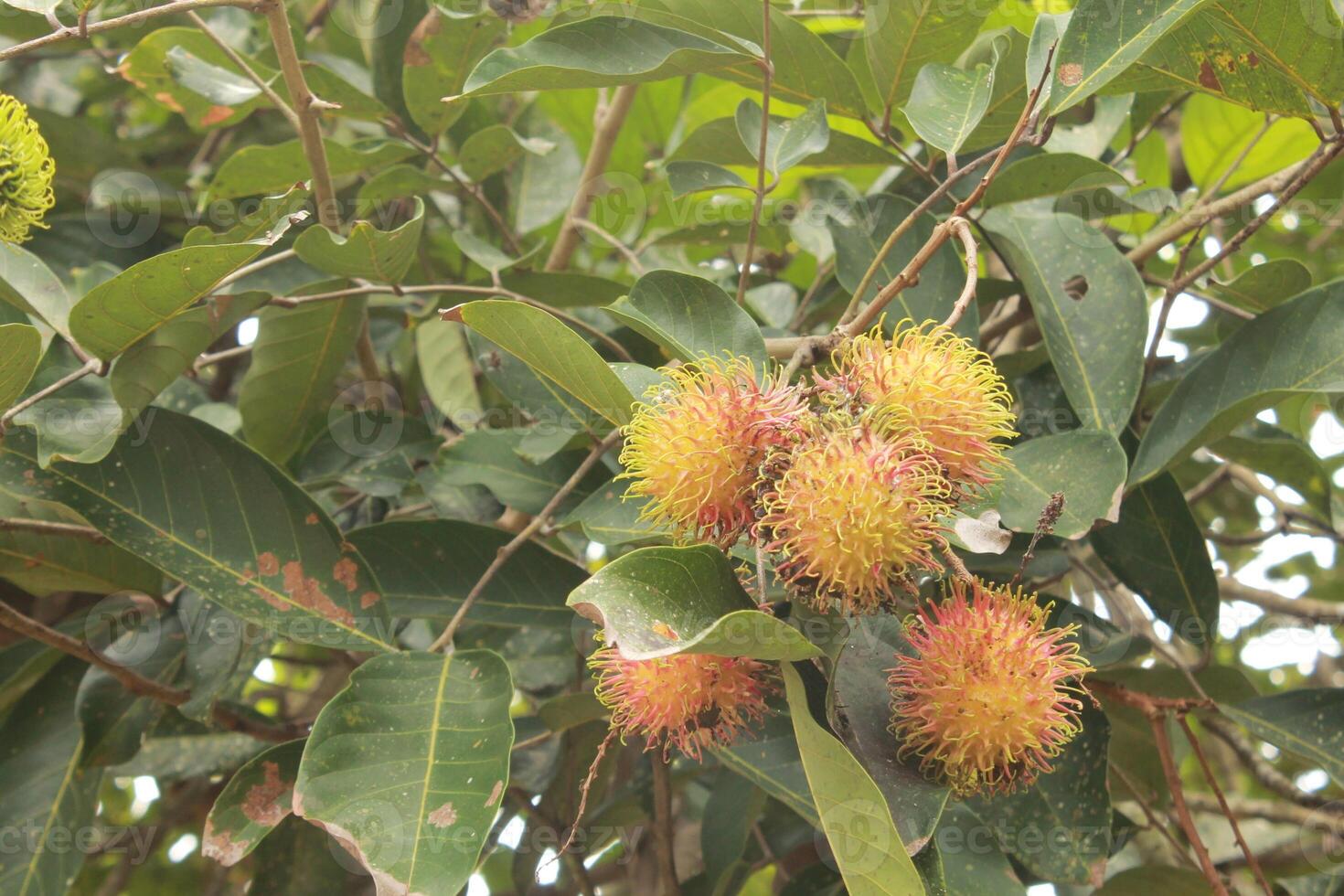 ripe rambutan fruit on the tree photo