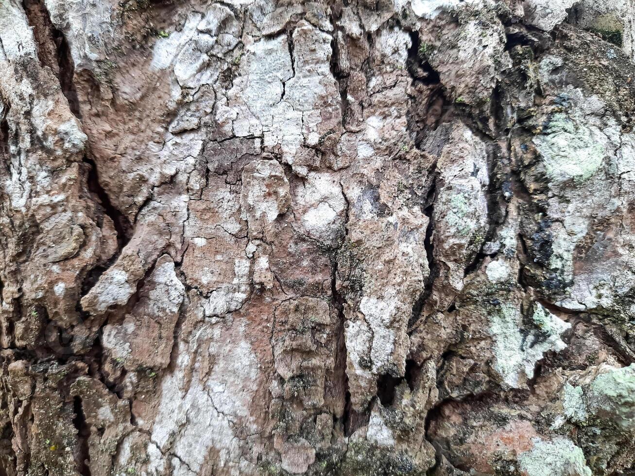 Close Up of Tree Bark Texture photo