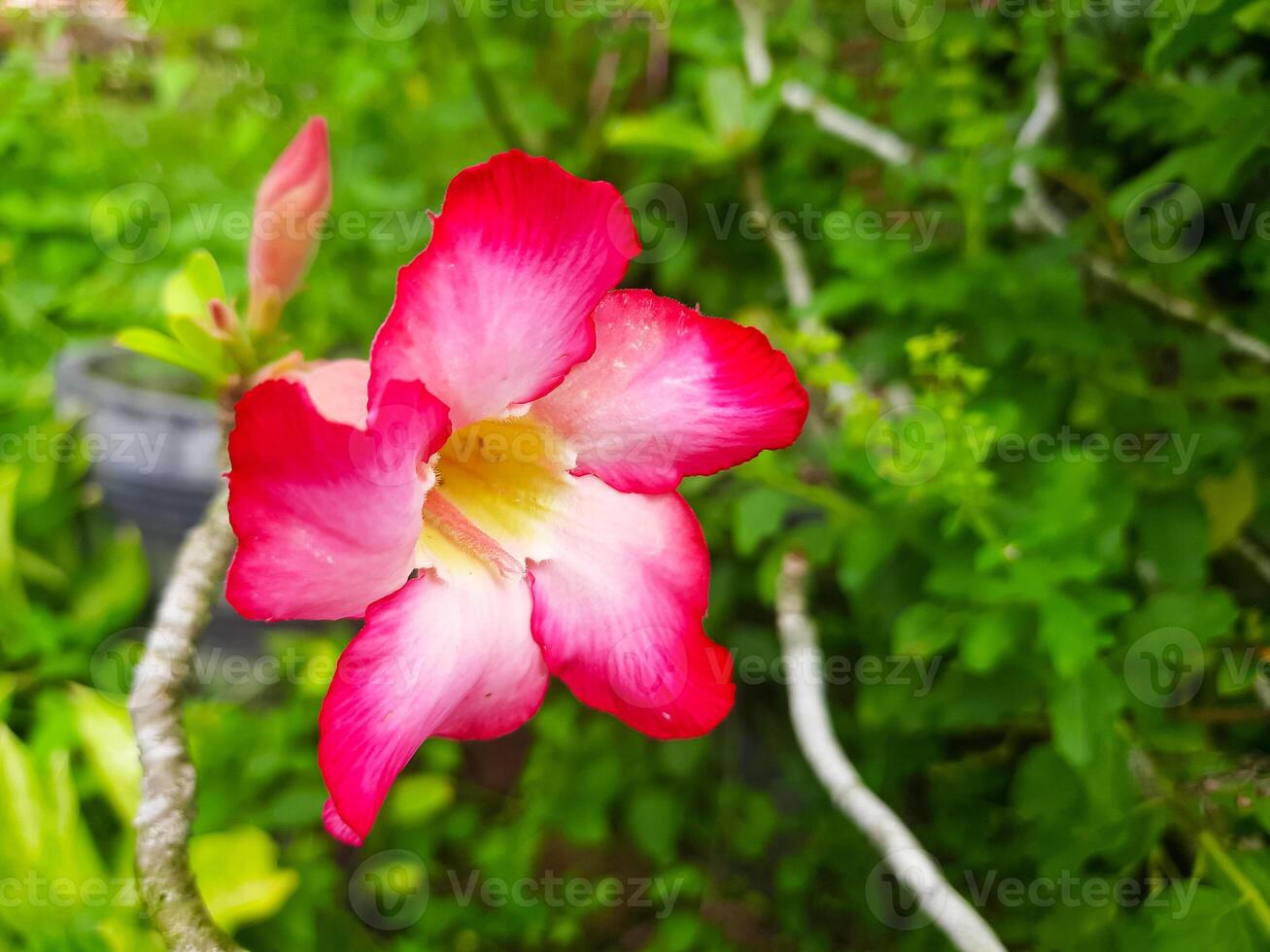 close up of Pink Adenium Flower photo