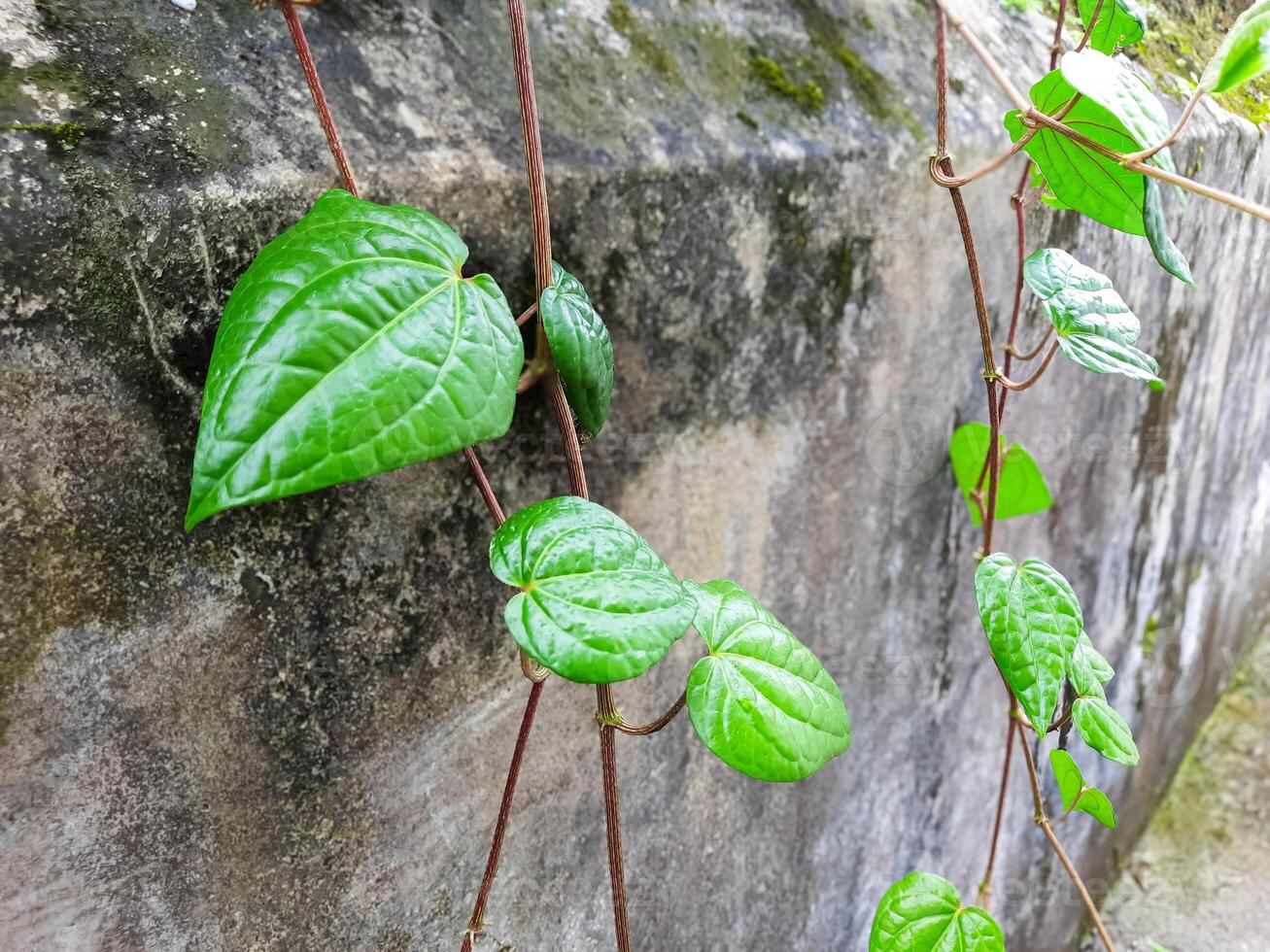 Betel Vine Growing on a Wall photo