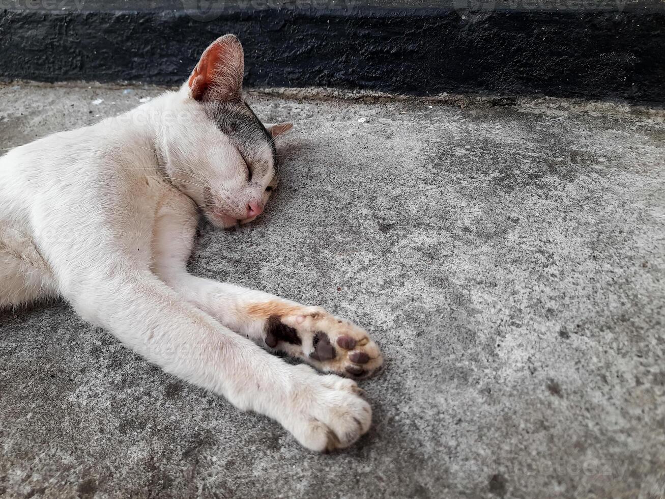 Relaxed White and Black Cat Lying on Concrete floor photo