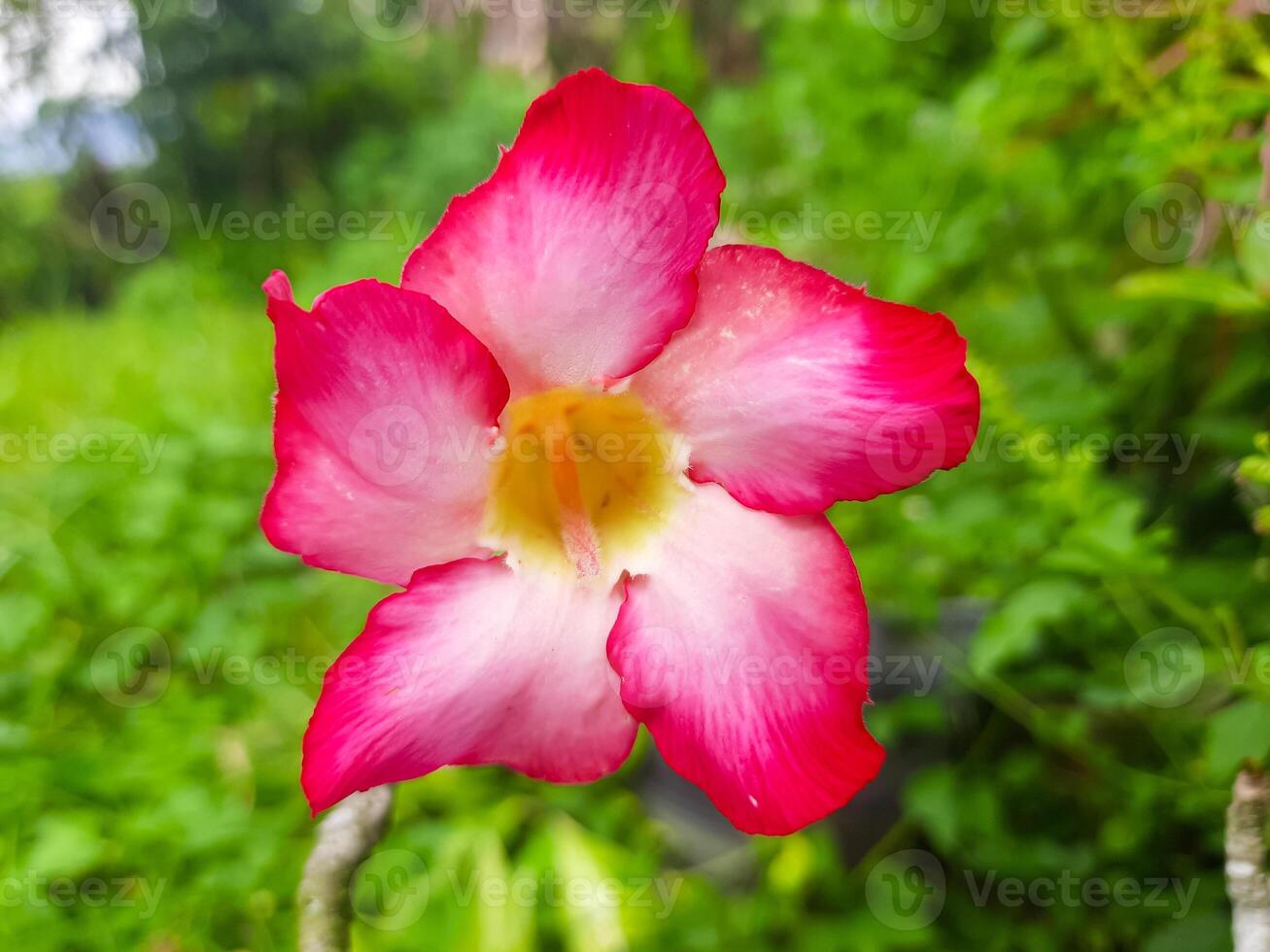 Pink Adenium Flower or Desert Rose Close-Up photo