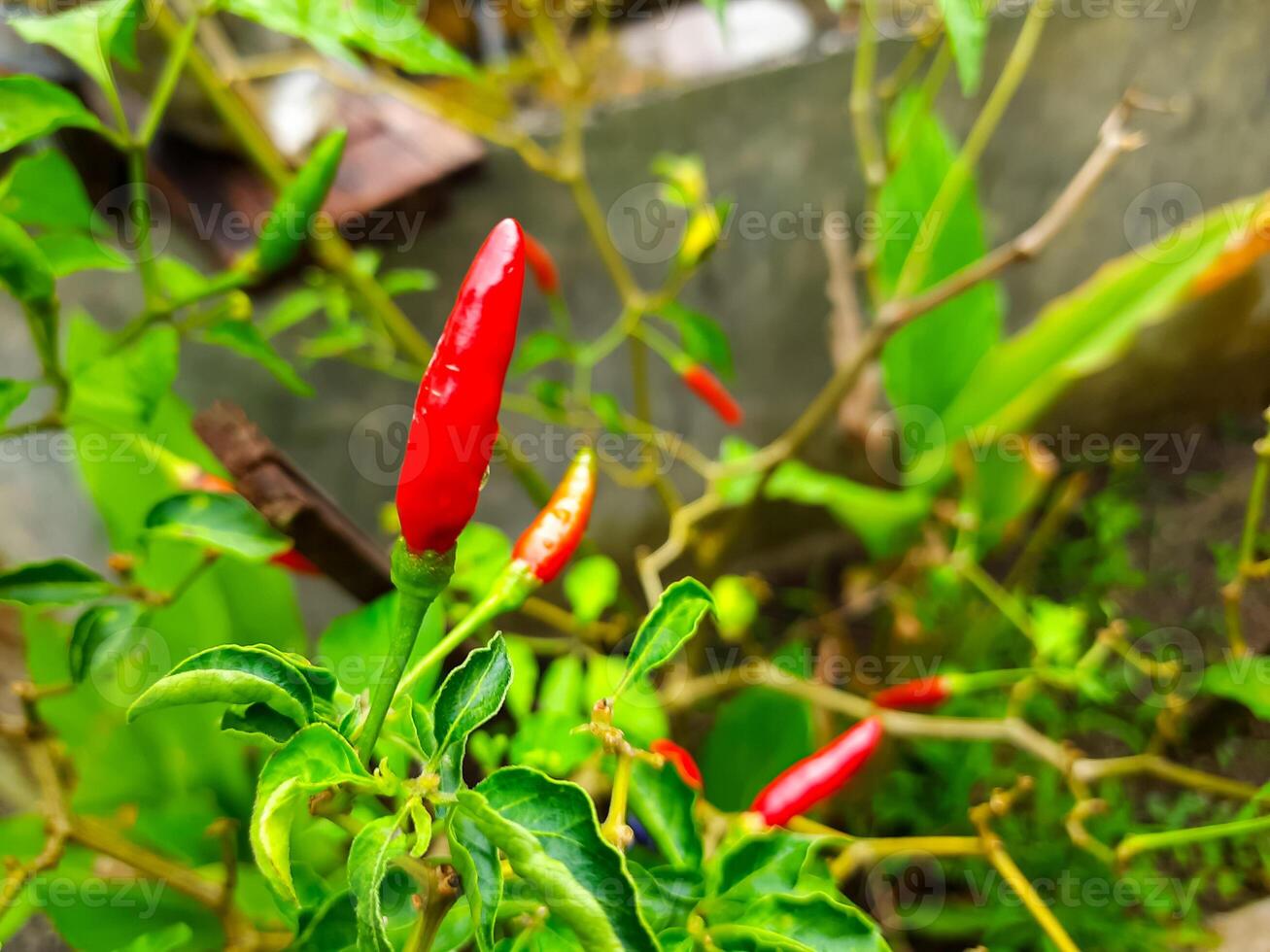 Fresh Red Chili Peppers Growing in a Home Garden photo