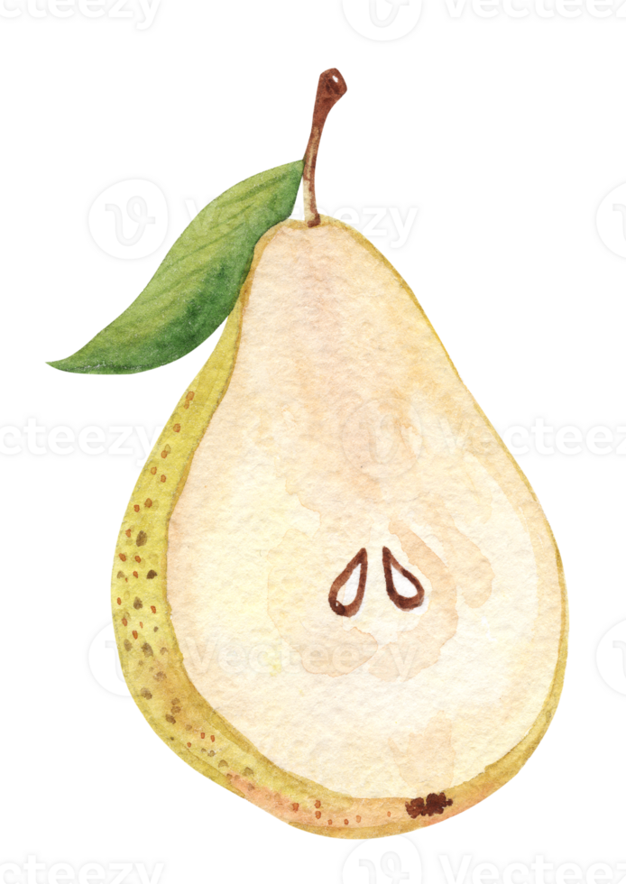 Watercolor half pear with seeds isolated png