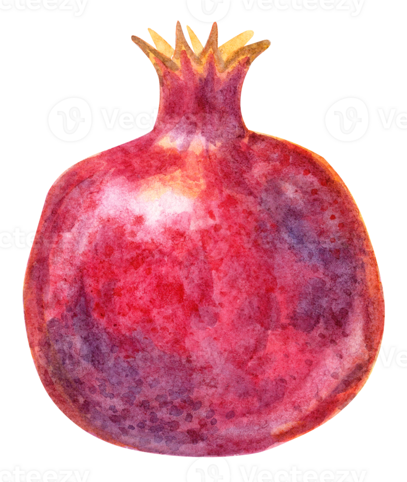 Watercolor pomegranate isolated png