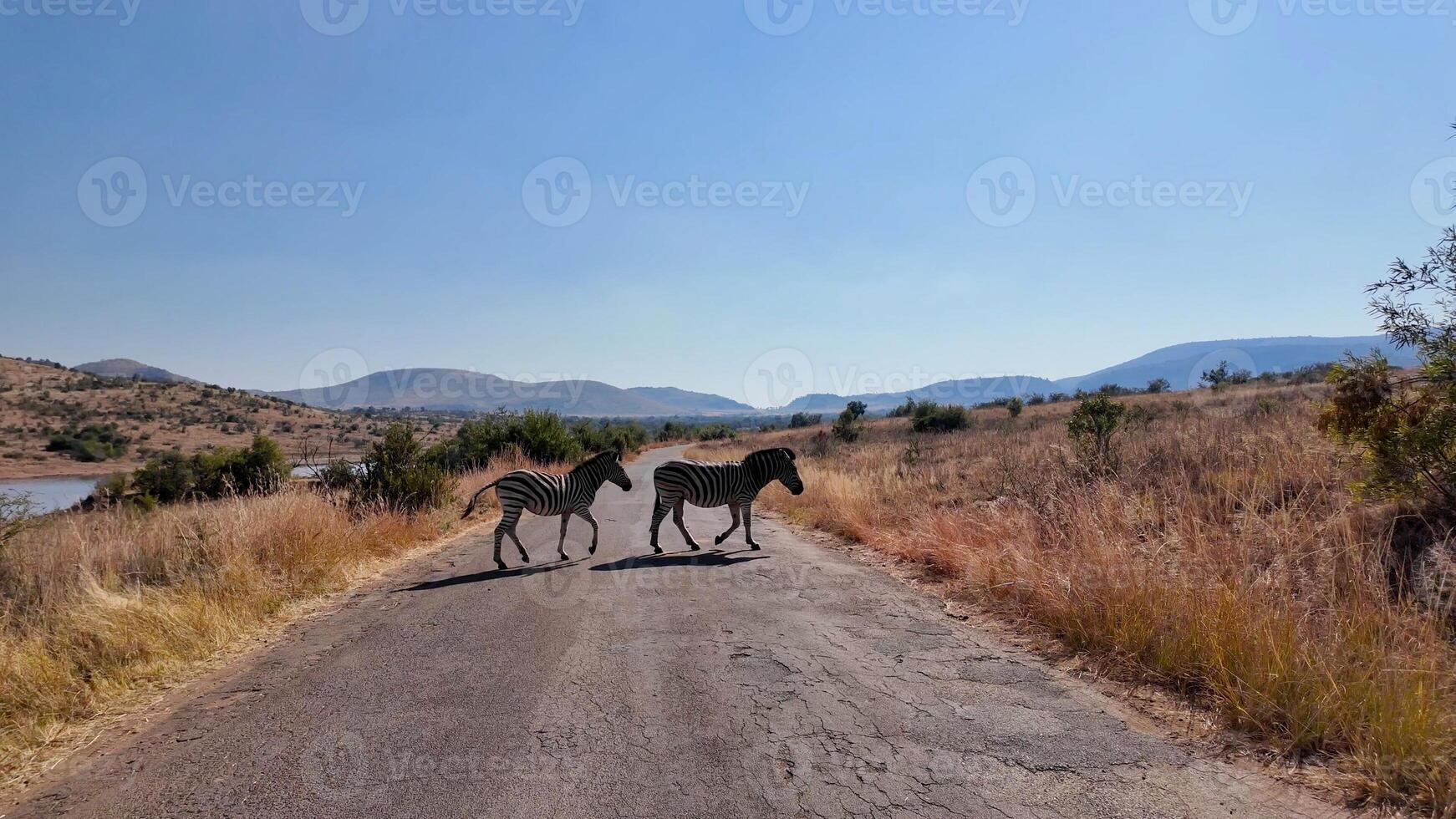 Awe Zebras on Street in Pilanesberg National Park North West South Africa. photo