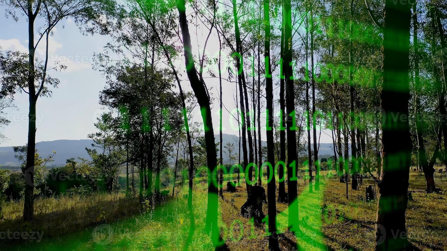 Outside Futuristic Bar Chart at Forest Trees Binary Code in Brazil . Numbers Turbine. photo