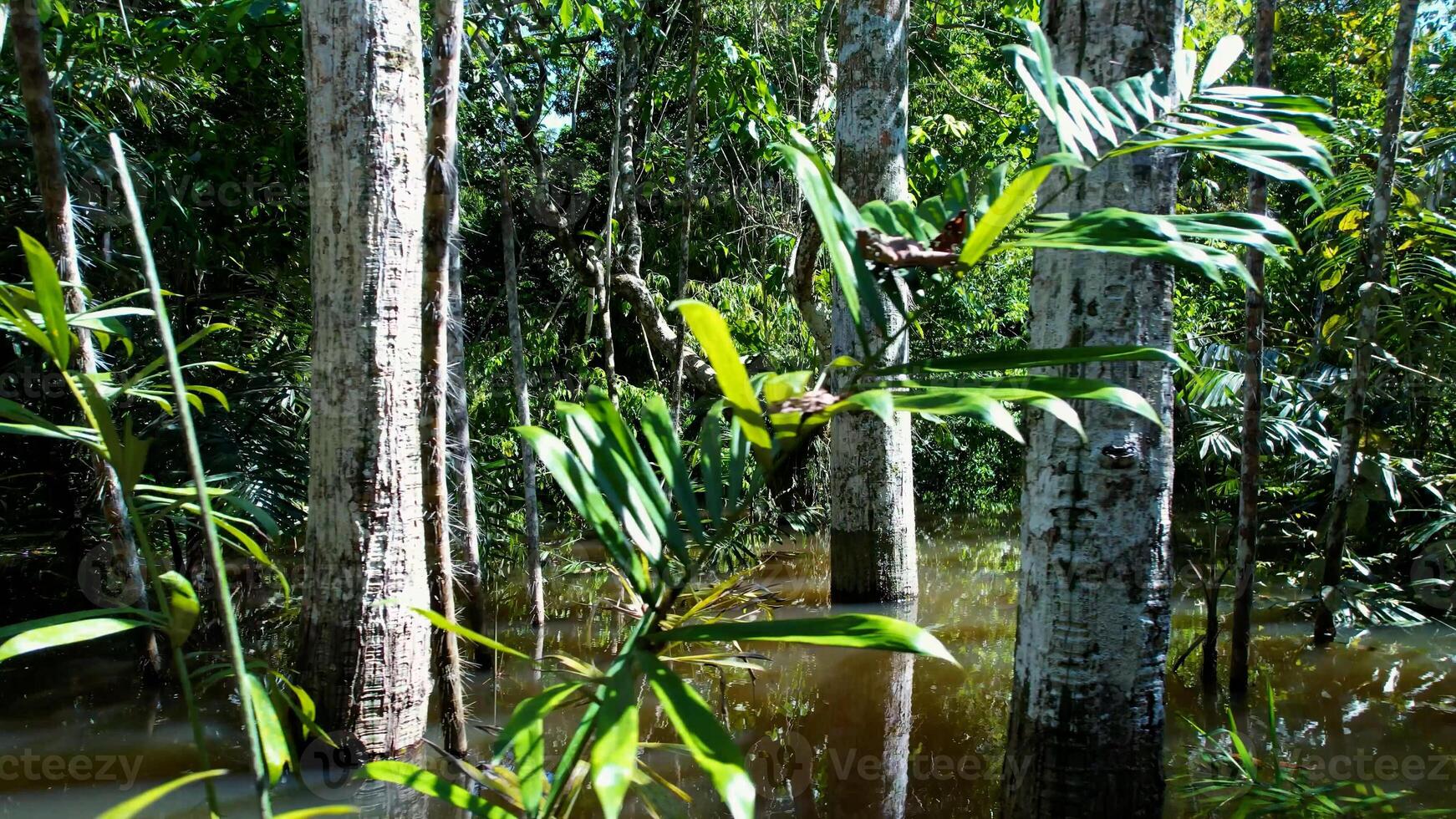 Outdoors Amazonian River in Manaus Amazonas Brazil. photo