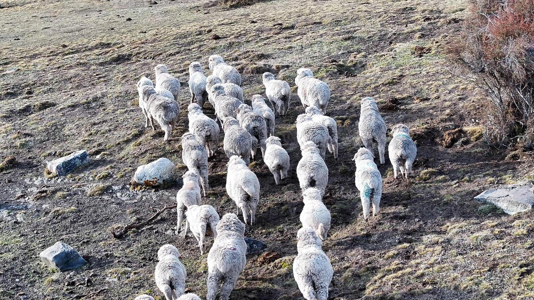 Above view of wild sheep in El Calafate Santa Cruz Argentina. photo