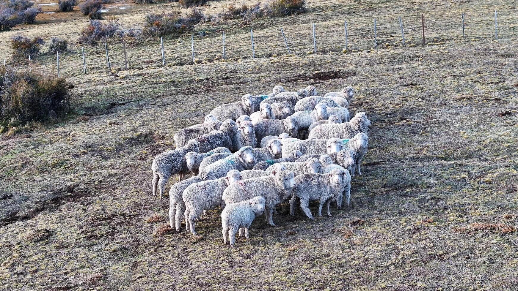 Exterior Flock of sheeps in El Calafate Santa Cruz Argentina. photo
