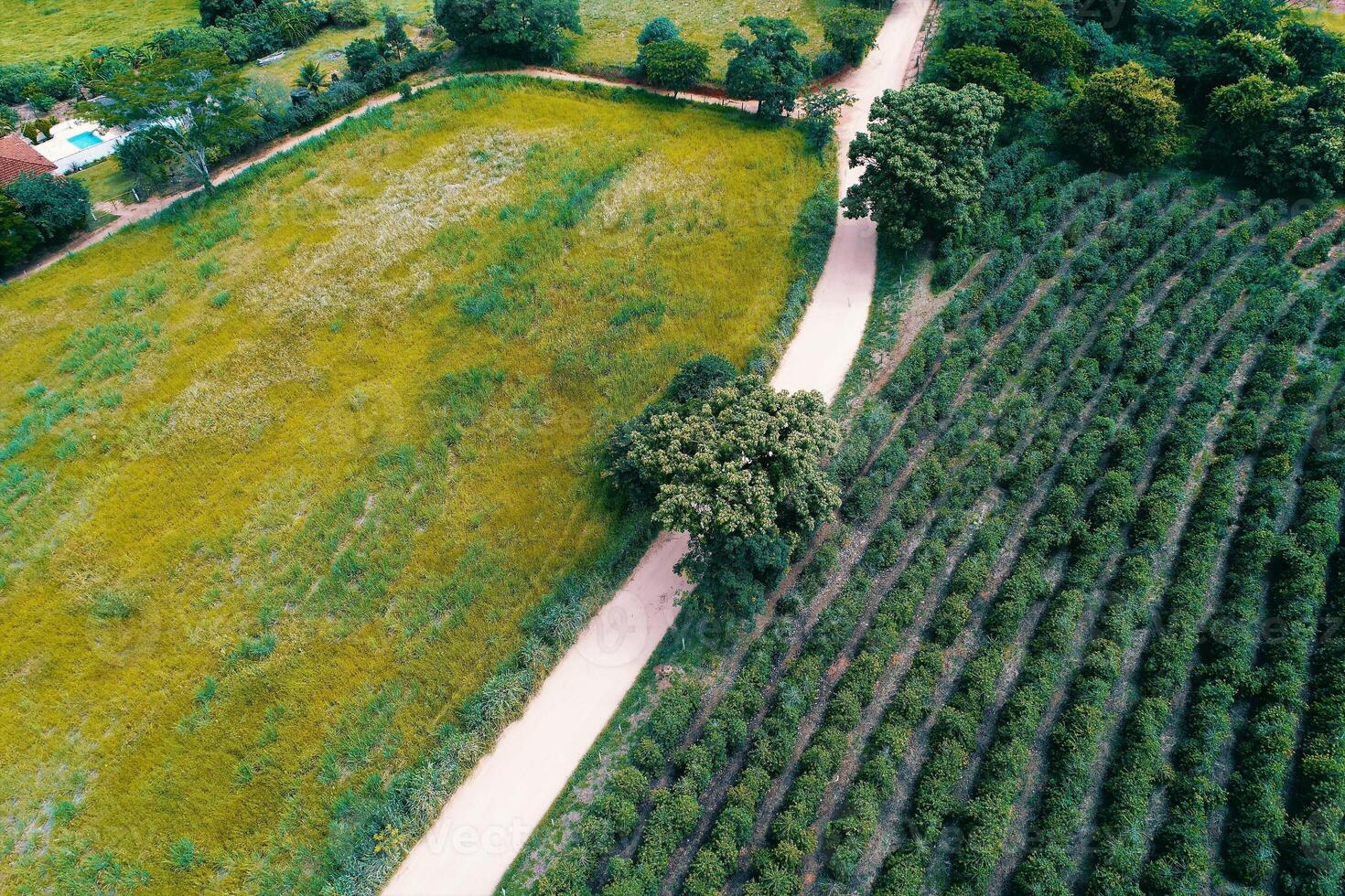 Stunning Eucalyptus Field in Mococa Sao Paulo Brazil. photo