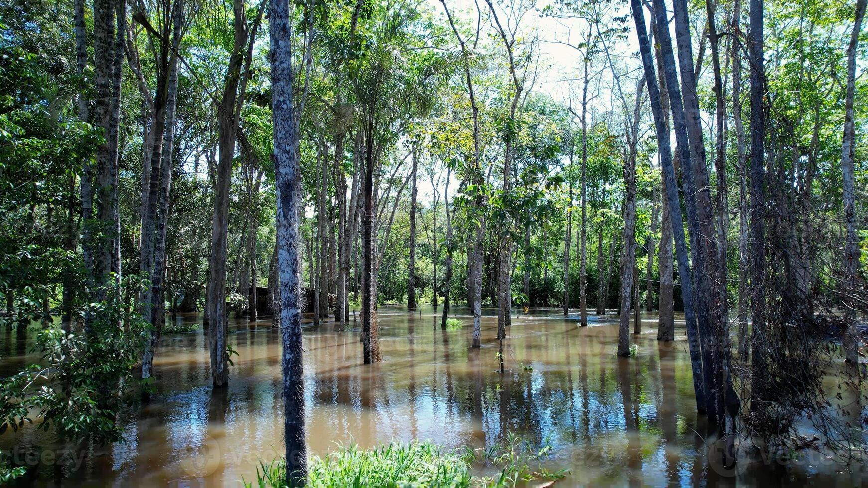 Above view of Amazonian Rainforest in Manaus Amazonas in Brazil. Logging Logging. photo