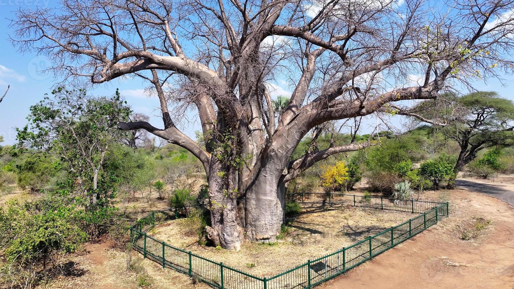 Above view of Famous Big Tree in Victoria Falls Matabeleland North Zimbabwe. photo