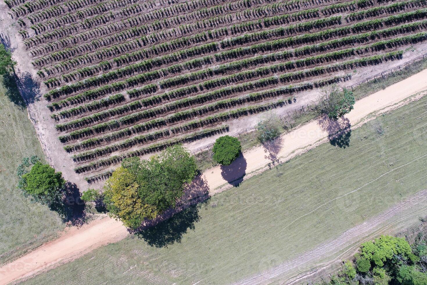 Aerial Landscape of countryside landscape at green background Countryside Brazil . Farm Fog. photo
