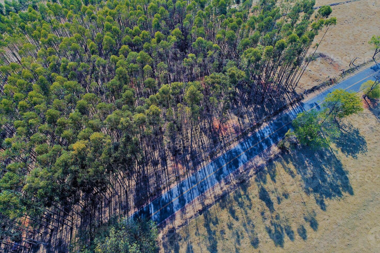 Beautiful Farming in Mariana Minas Gerais Brazil. photo