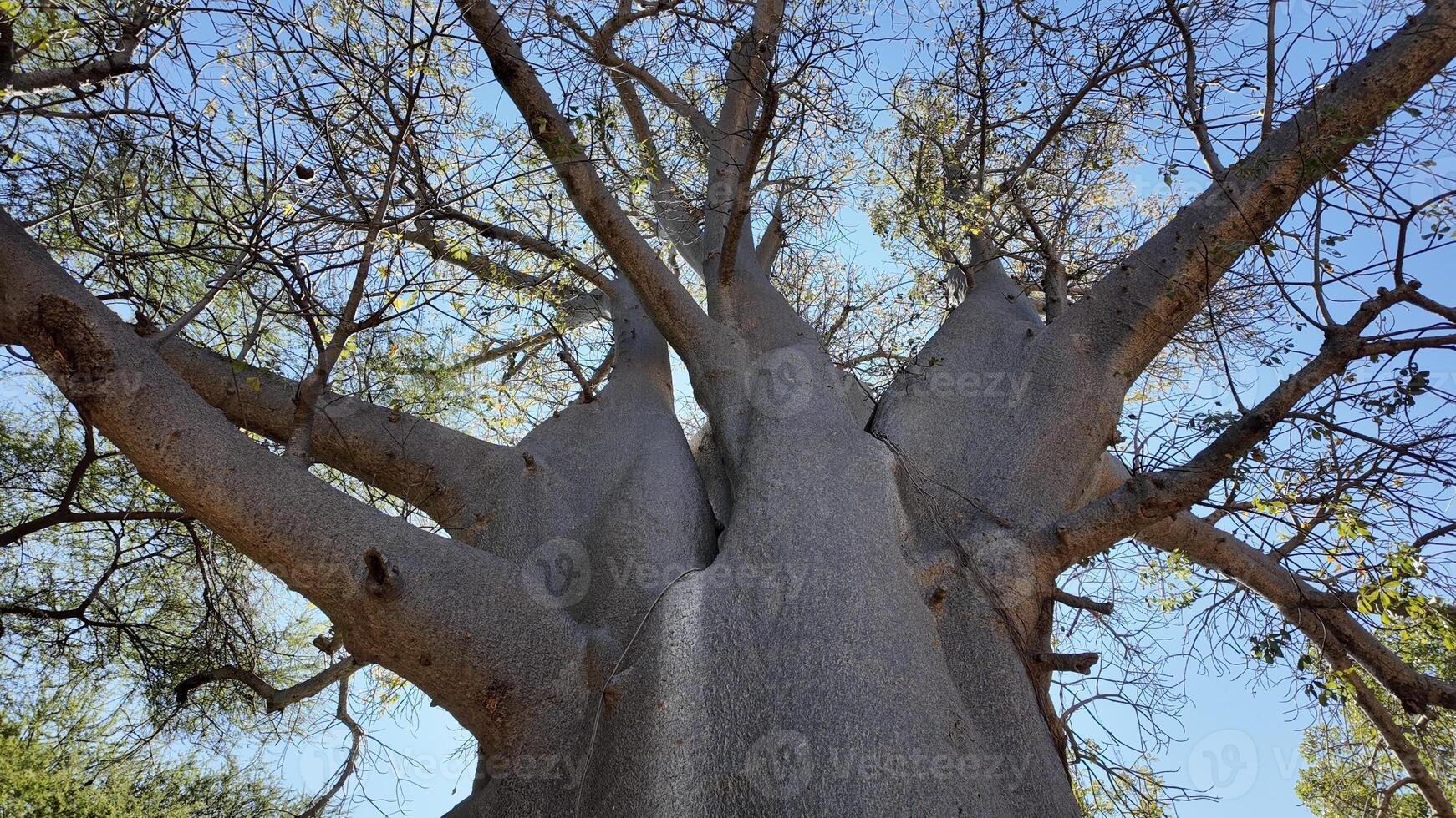 Aerial View of Scenic Baobab in Victoria Falls Matabeleland North Zimbabwe. photo