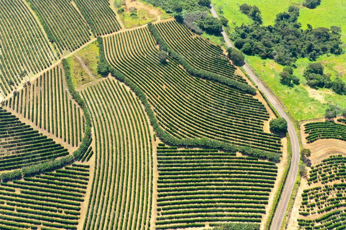 Outside Dry Tree at Mococa Sao Paulo in Brazil.. Farmland Vast. photo