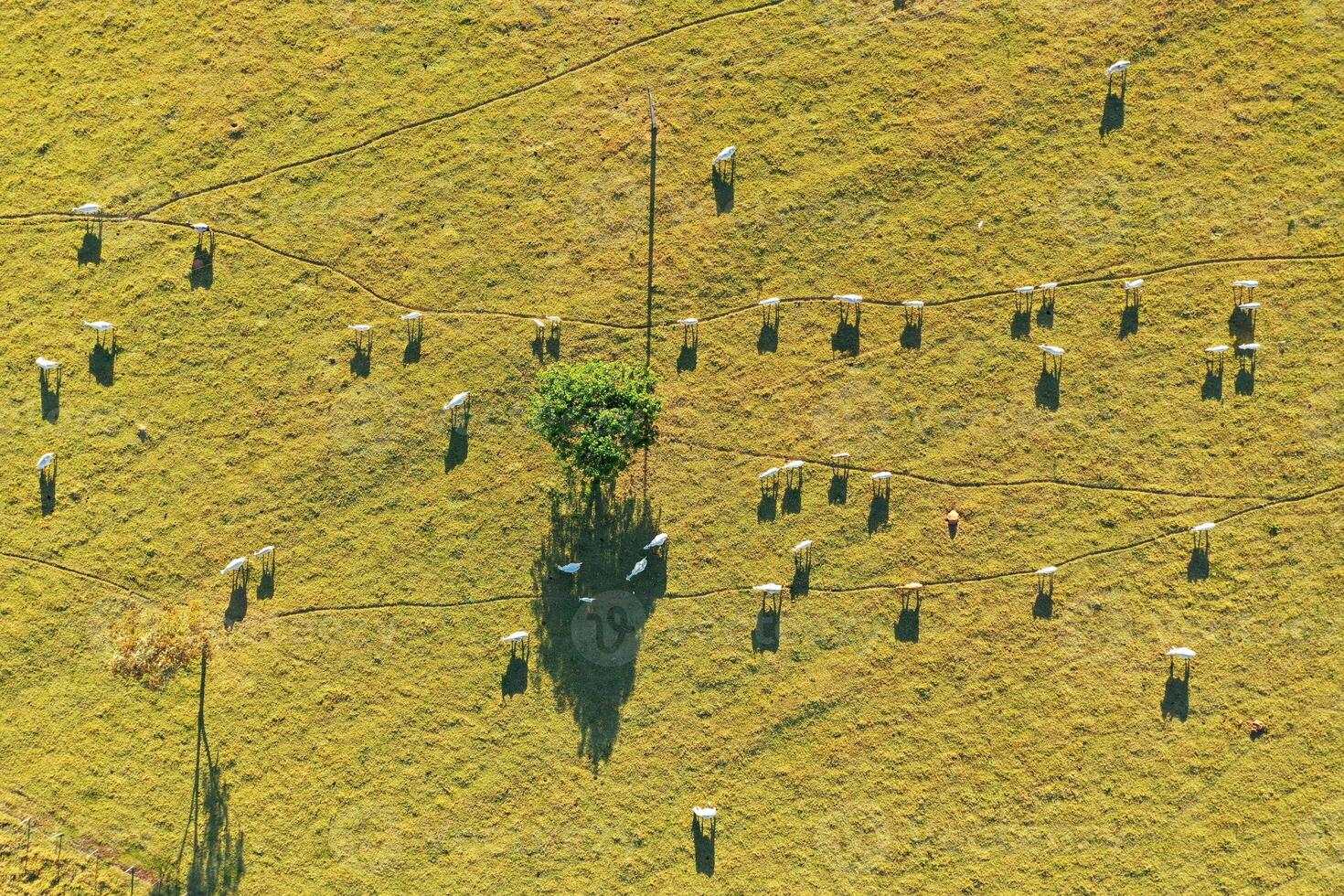 Above view of Rural Life at Presidente Prudente in Sao Paulo Brazil . Outdoor Environment. photo