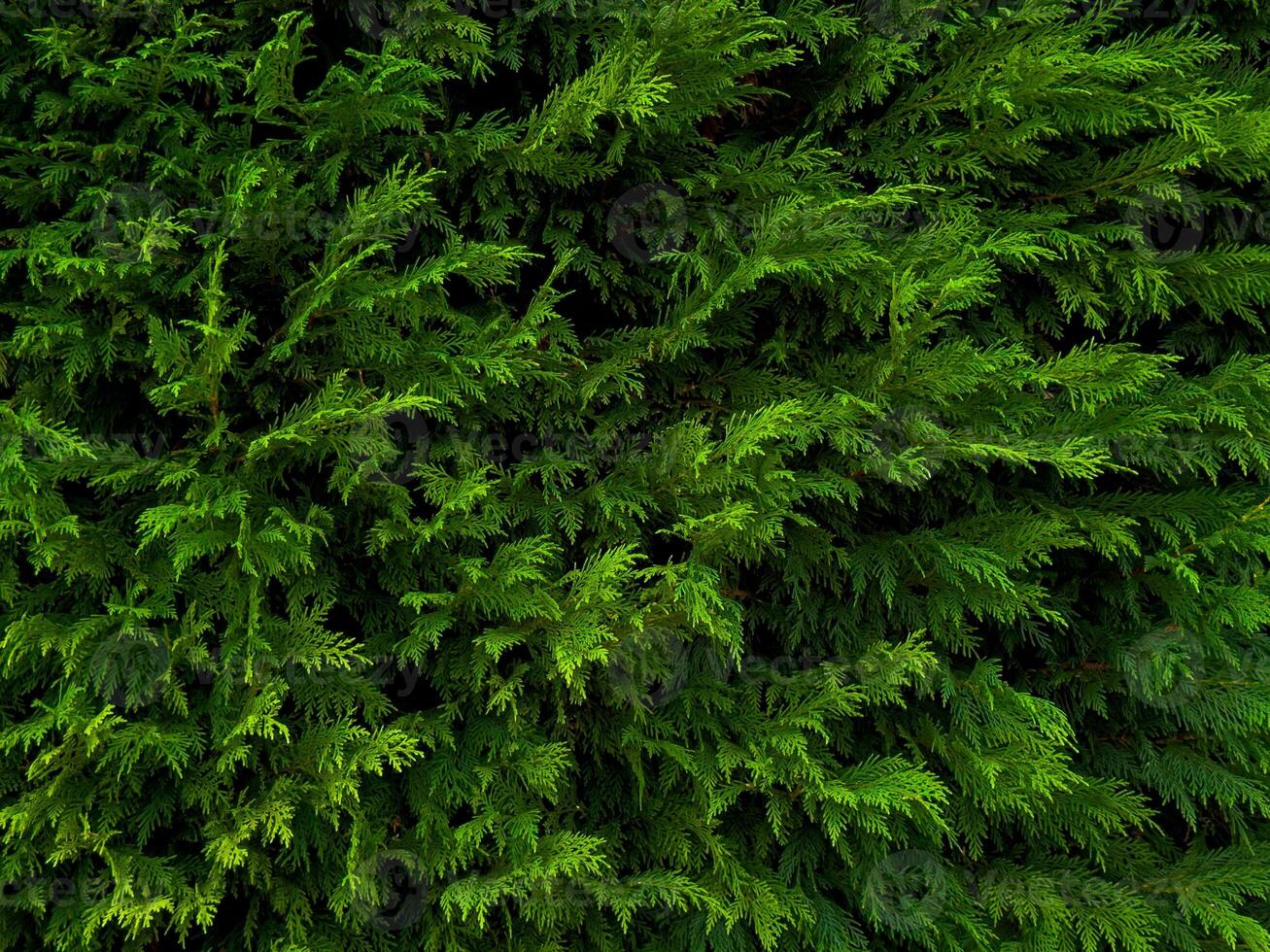 Dense green foliage of lush evergreen hedge in natural garden setting photo
