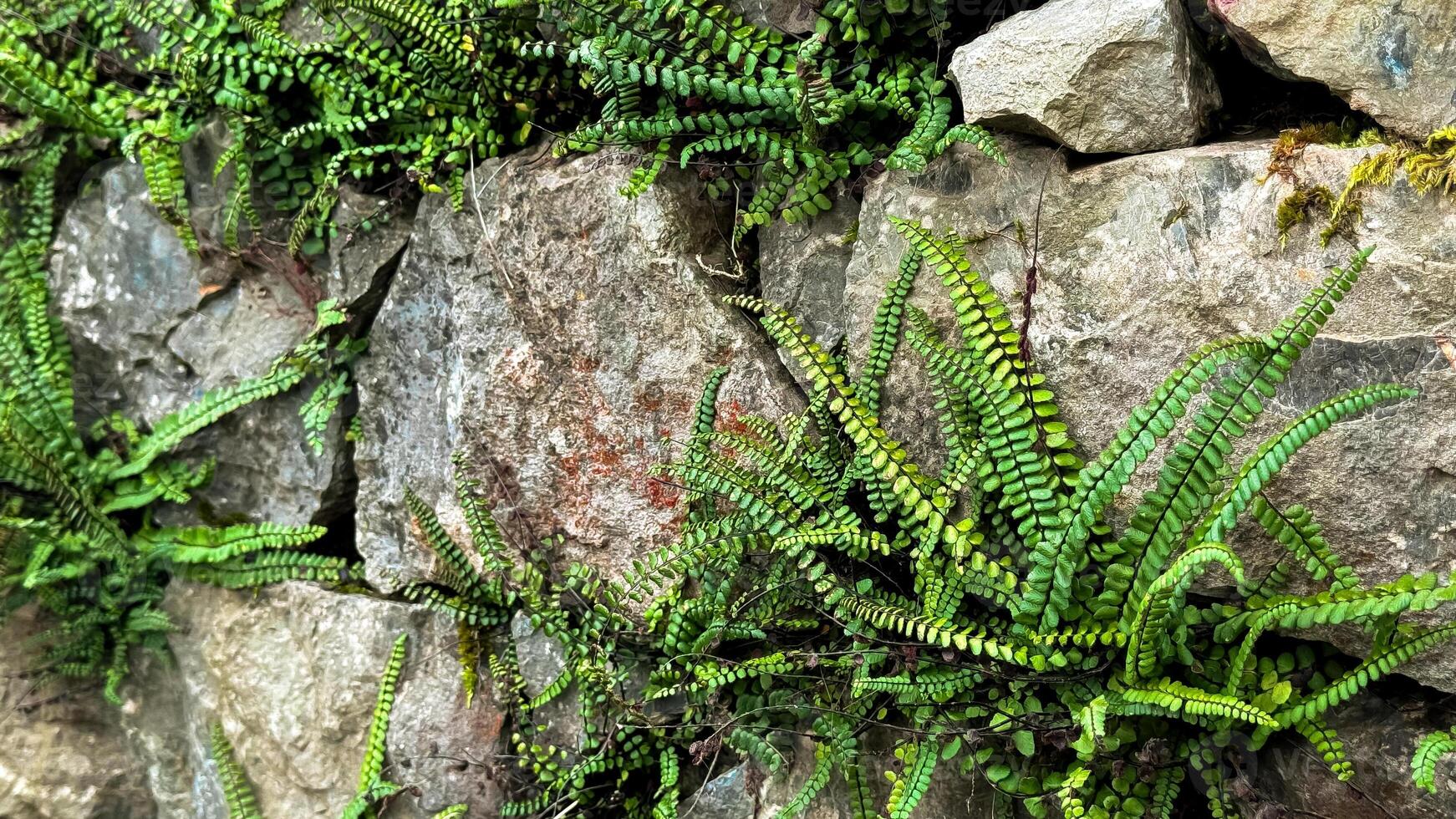Vibrant green ferns growing on rustic stone wall photo