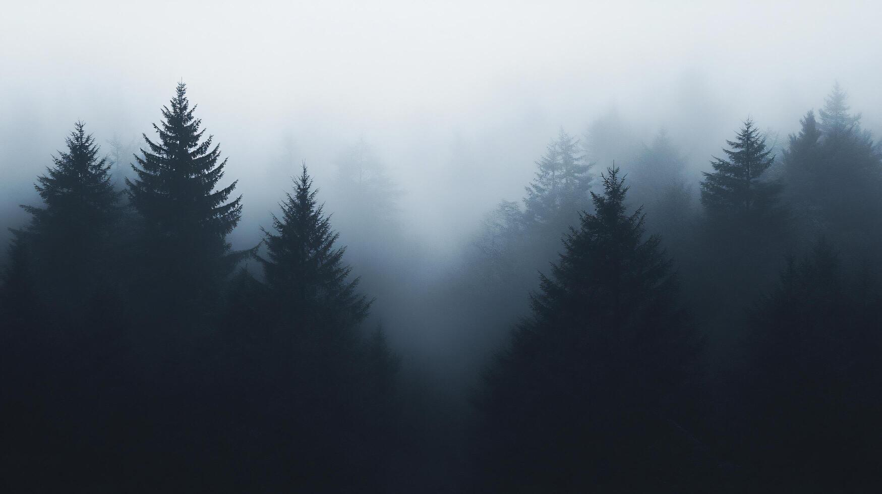 Fog is giving a mysterious atmosphere to a dark pine forest photo