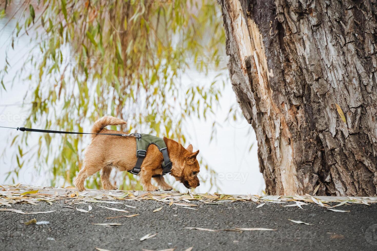 A delightful dog, securely held on its leash, joyfully sniffs the grass and dirt at the base of a large tree, eagerly exploring its surroundings with boundless curiosity and excitement photo