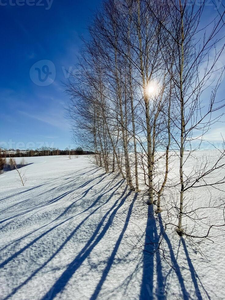 The bright sun is shining brilliantly through the trees, casting long shadows on the pristine, white snow below it, creating a beautiful winter scene that enchants all who see it photo