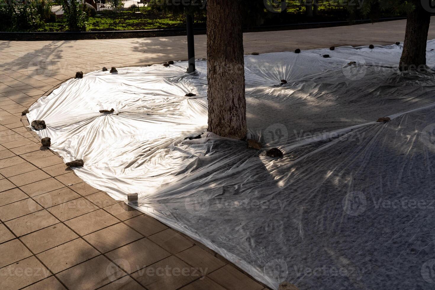 In a local park, a plastic tarp is carefully draped over a tree, likely to protect it from the elements or ongoing construction work in the area, ensuring its preservation and safety photo