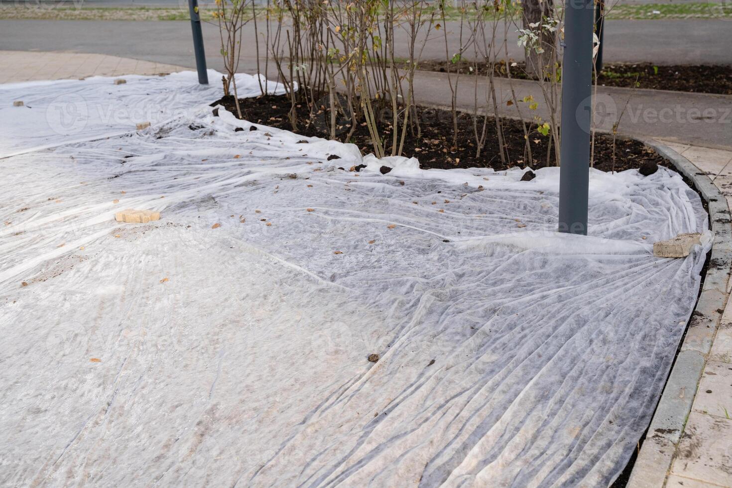 A large and majestic tree stands tall, encircled by plastic wrap, taking up an extensive portion of the sidewalk. This is done as a protective barrier for a specific, important reason photo