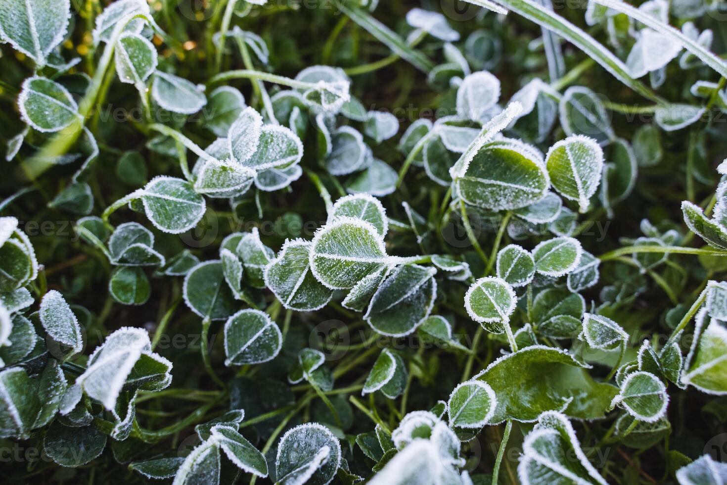 The leaves of the plant are beautifully covered in frost that sparkles in the light, creating a stunning winter scene that showcases the natural beauty of the environment around it photo