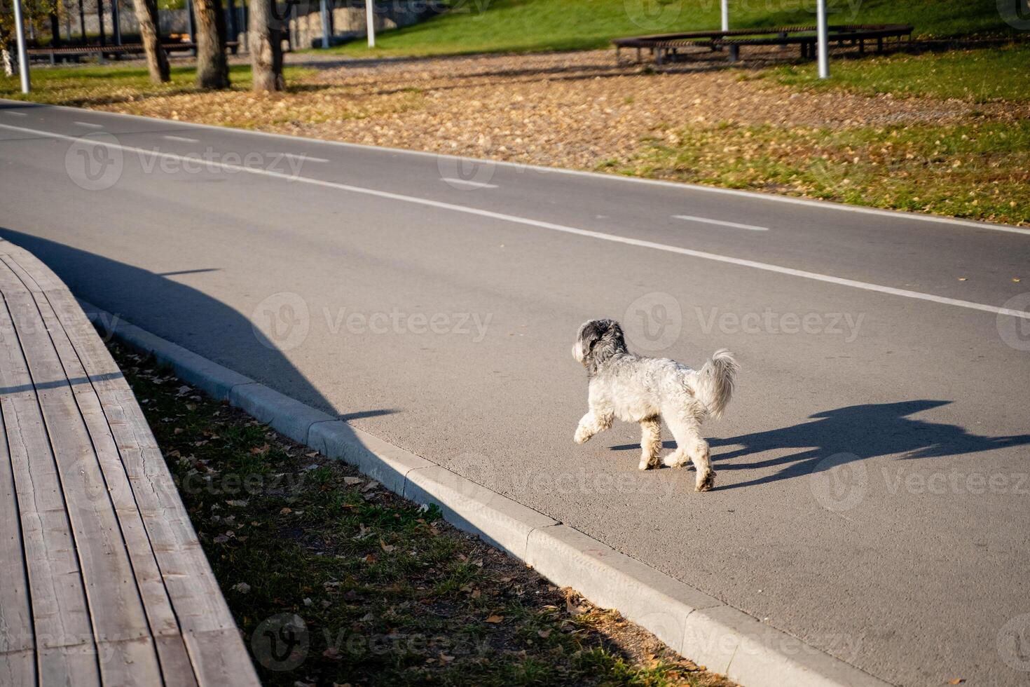 A small, adorable dog is leisurely walking along the side of a paved road, enjoying the scenery and the fresh air as it takes in its surroundings with curiosity and excitement photo