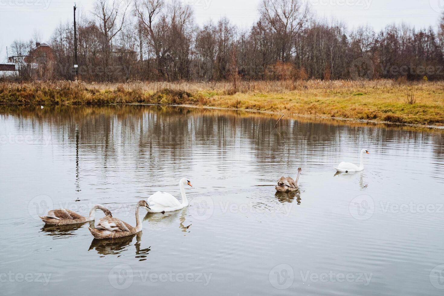 A beautiful group of elegant swans is gracefully swimming in a serene lake, showcasing the charm of nature and the tranquility of the peaceful water environment around them photo