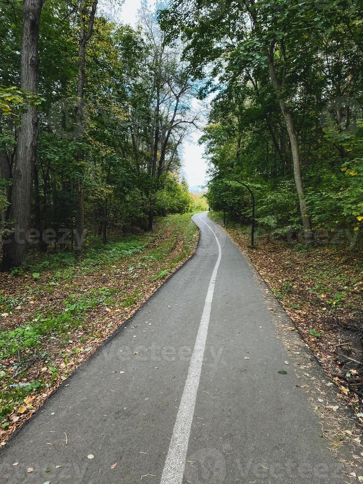 A picturesque road meanders through a lush, verdant forest, flanked by tall trees on both sides, creating a serene, natural landscape that invites exploration and adventure photo