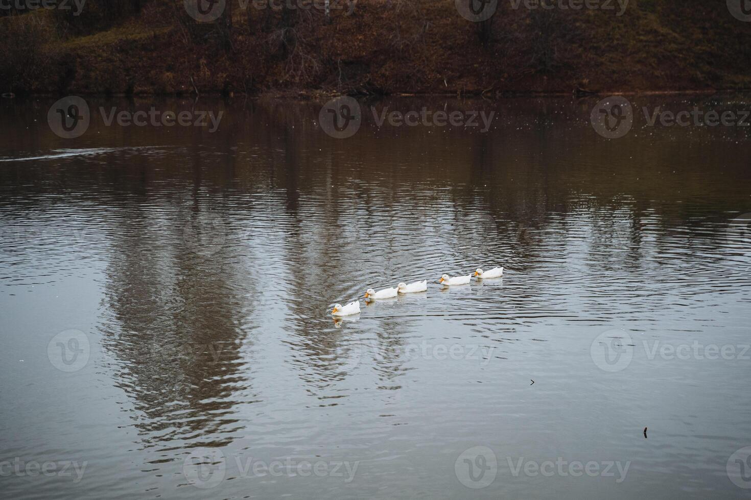 A serene winter scene features ducks swimming gracefully on a calm lake, surrounded by the breathtaking reflection of natures beauty photo