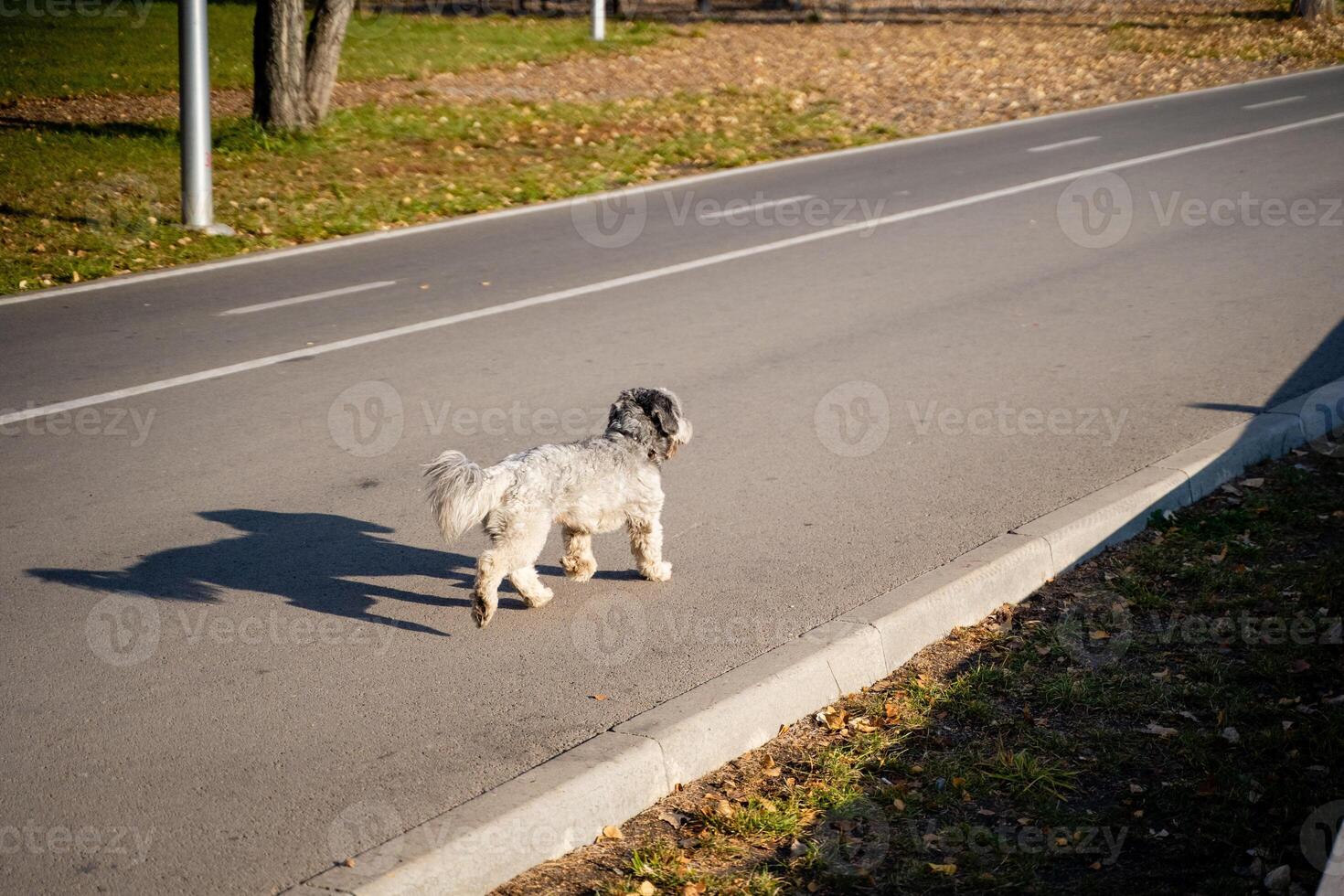 A small dog is happily walking along the side of a road, reveling in the fresh air and the beautiful surroundings as it eagerly explores its environment with great curiosity and excitement photo